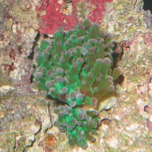 My first coral frag - Frogspawn Coral