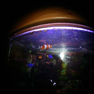 Heres A Fish-Eye Of My Percula Clown, My Fiji Blue Devil Damsels, And On The Bottom If You Look Closely My Brown Saddleback Clown