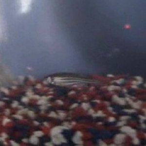 Heres my tiny Giant Danio in his 2 gal shared witha Gold Snail.