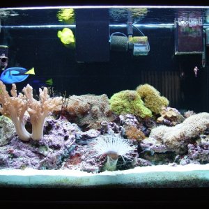 Here is my tank 47 gal, mini reef, after 11 mo.