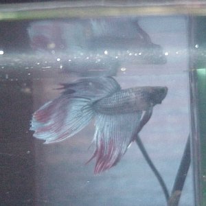 My betta sparkle. I saved him from Meijer in one of those little jars and now he has his very own 15 gallon tank. :)