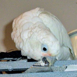 This is my 6 month old Goffin's Cockatoo, ironically, she is scared to death of my fish tank, haha