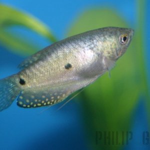 One of my two photogenic blue gourami's...