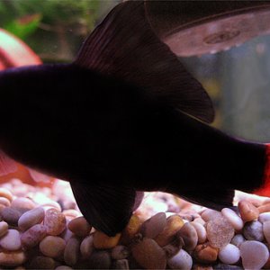 My red tailed black shark. He is 5" and lives in a 20G on his own (too feisty for tankmates).