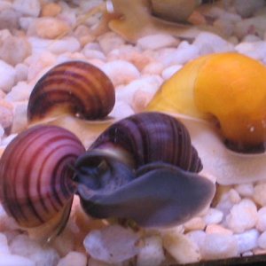Gold, chestnut, light and dark purple mystery snails