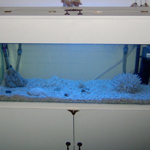 Completed and setup the tank to start cycling 2004-09-13.