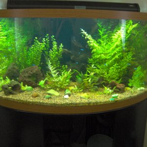Here is the present (as of 4/8/06) setup of our 92 gallon. We changed the substrate and a majority of the decorations, and got our plants growing real