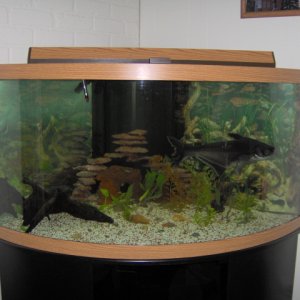 Here is the first set up of our 92 gallon. We took all of our fish out of our 55 and added them to here. That huge irridescent shark in there we had f