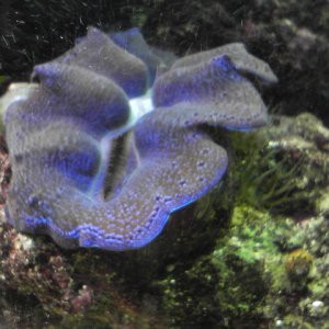Here is my blue crocea clam