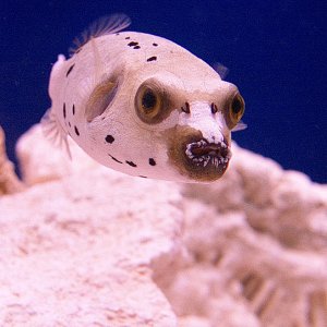This is my new little puffer! He is so adorable.