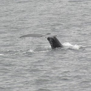 Whale watching is cool!