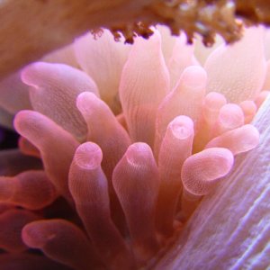 5270rose anemone med