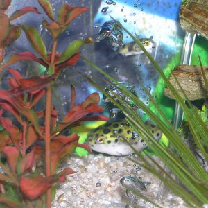 My S.A. Stripe Puffer only 2 days old And my Green Spotted Puffer about 6 months old and getting really big