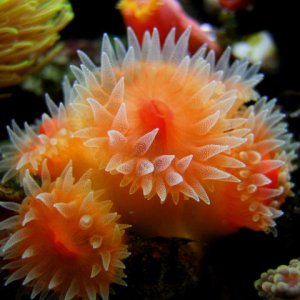 2729white hand sun corals med