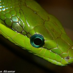Submitted by Verse914

This photo was taken of a green tree snake at the Toledo Zoo in Ohio. The snake was about 3'-4' in length and was pretty active