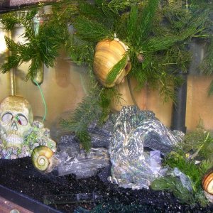 I bread snails for my Puffers to eat Daily.  I added fresh plants weekly for the snail