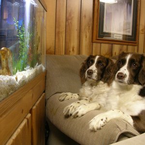 My 2 dogs Gazing Into my Brackish Tank They do this for hours at a time