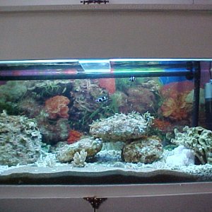 Added live rock. Two Clown Fishes, Anenome and a Cleaner Shrimp. Tank Running four just over 4 weeks now.