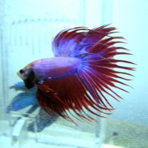 2729crowntail betta med