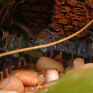 Two khuli loaches eating an algea wafer.