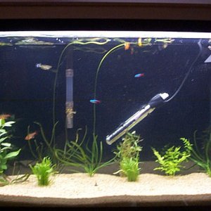 Planted Tank
2.5" sand Quikrete Playsand
Wisteria-Stargrass-Glosso-Apono Ulvaceus - Apono Crispus - Apono ? -Microswords - Dwarf Red Lily - Red Hedge
