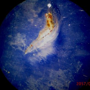 malaysian giant freshwater prawn post larvae