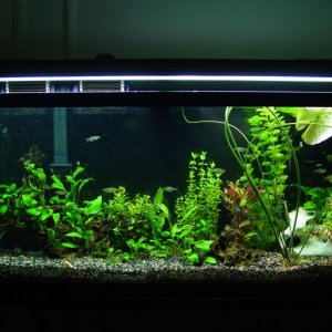 My 55 gallon has undergone a lot of changes.  Finally, I have a pH regulator on the system to keep the plants and fish healthier.  Also, I've added an