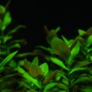 This is some of the gorgeous new Ludwigia repens I bought from www.aquariumplant.com.  It came looking wonderful and has grown about 4-5 cm in a week.