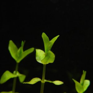 Some of the new Bacopa caroliniana I bought from www.aquariumplant.com.  Gorgeous, and growing feindishly fast.