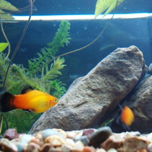 here are 2 of my 3 new platy's, they are the fist addition to my tank.