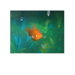 Platy has short fin (facing camera) it is about half the lenght of the other fins.  It is not as white as it appears in the picture ( I think it's the