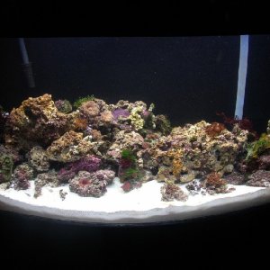 100 gal reef
