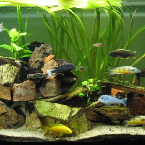 Our 45 Gallon show tank.  African Cichlids.  2x20W T8 lighting, Eheim canister.
Aquascaped with lake sand, plants, and rocks from the local rockies...