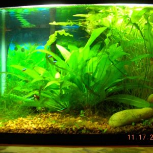It has 6 cardinal tetras, 2 male guppies, and 2 ottos. Perfectly stocked!