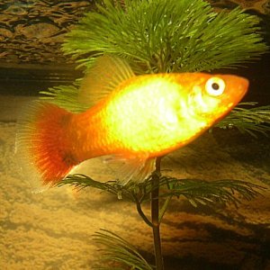 nothing special here ... just attempted to get a pick of my platy for the record