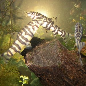 3 loaches ... listed in my lfs incorrectly as striped loaches (although, yes, the do have stripes)