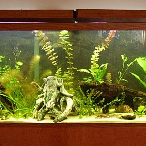 55g tank includes live plants, driftwood, yo-yo loaches, redtail shark, gold guaramis, platys, gold nugget pleco, and prolly some more fish