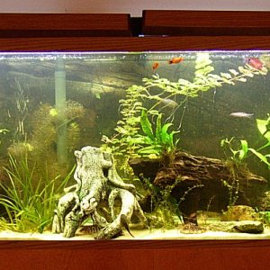 55g tank includes live plants, driftwood, yo-yo loaches, redtail shark, gold guaramis, platys, gold nugget pleco, and prolly some more fish (notice th
