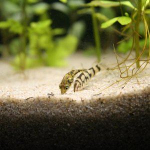 yoyo loach and dwarf puffer working together to find the sacred contact