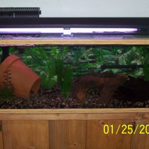 another pic of the tank