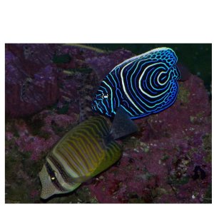 Emporer angelfish (baby) and Red Sea Sailfin