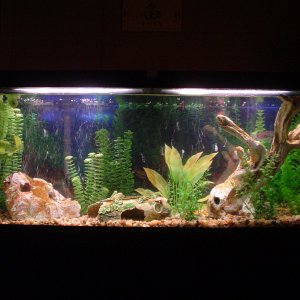 55gal front
fake plants, large pebble gravel substrate
1 lone surviving blue gourami on patrol