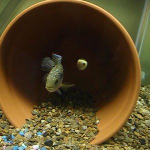 I was taking a pic of my oscar hiding behind a pot and up swam mr. JD... One's camera shy, and the other I can't keep out of pics... lol