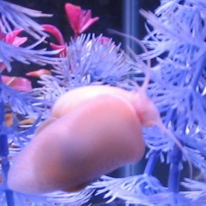 this is one of my smaller ivory snails.