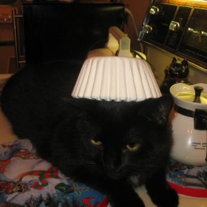 this is my kitty, Nights. lol i just thought i'd take a pic of him with coffee filters on his head... :)