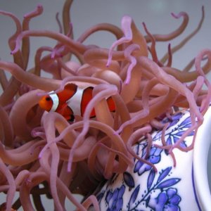 Percula Clownfish and Purple Condy