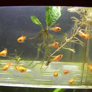 these fry are about 1-2 months old.  My platy has since dropped 2 more loads of these guys ... unfornately, I had no extra tank to keep them in