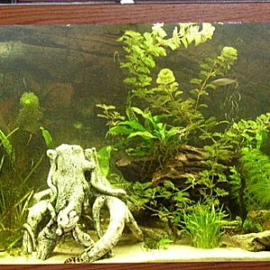 here's an overview pic of the layout of my tank