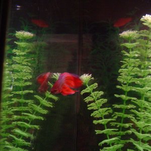 update: tues 05.31.05
My little red n purple (Magneto) betta passed away over the weekend...
:sniff:
I need to get more fish!!!