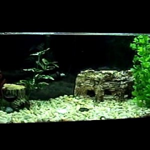 1 Fantail Spotted Goldfish
3 African Dwarf Frogs
1 baby pleco